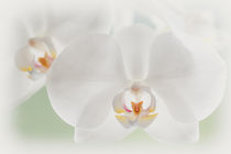 White wedding orchid - Weiße Hochzeitsorchidee von Silvia Eder
