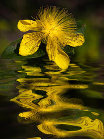 water bloom - Wasserblüte by Chris Berger