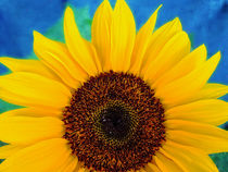 Sonnenblume von Peter Bergmann
