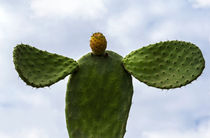 cactus by fotolos