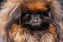 Ewok looking dog's up close portrait by Jessy Libik
