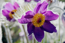 Pasque flower by nature-spirit