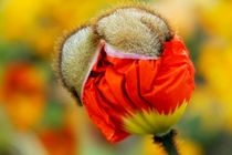 Poppy by nature-spirit