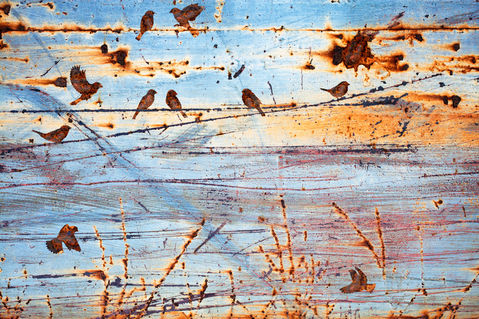Fence-sparrows