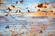 Fence Sparrows von Adrian Hillman