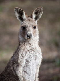 Kangaroo, Canberra, Australia von Steven Ralser