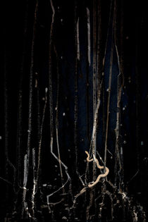 Mangrove Snake by Adrian Hillman