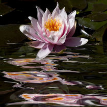 Teichrose -  water lily by Chris Berger
