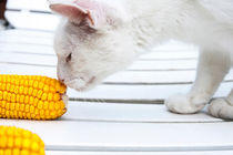 Cat and the corn  von Jessy Libik