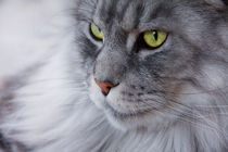 Bright green eyed silver colored Maine Coon cat by Jessy Libik