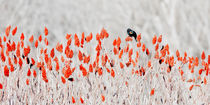 Red-Winged Blackbird on Sumac by Steven Ralser