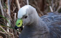 Cape Barren Goose, Australia by Steven Ralser