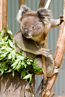 Koala, Australia by Steven Ralser