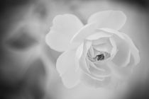 Gentle Rose by hoernet-photographie