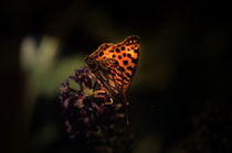 Leuchtender Schmetterling von Jörg Boeck