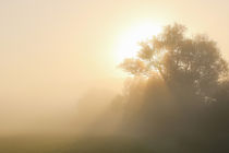 Baum im Nebel und Licht by Bernhard Kaiser
