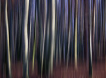 Wald by eksfotos