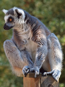 Lemur katta, ringtailed lemur, Madagaskar by Dagmar Laimgruber