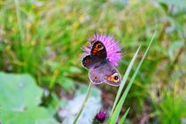 Schmetterling by rickeybauer