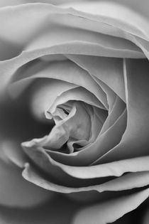 Rose cut black and white by er