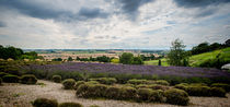 Yorkshire Lavender Pano von Colin Metcalf