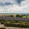 Yorkshire-lavender