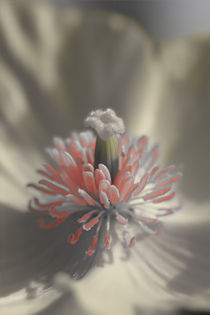 Blüte des Islandmohn Colorkey 2 von Bernhard Kaiser