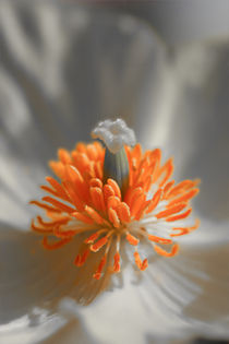 Blüte des Islandmohn Colorkey von Bernhard Kaiser