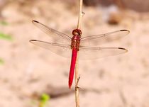 red dragonfly von Alejandro Aleaga Rodriguez