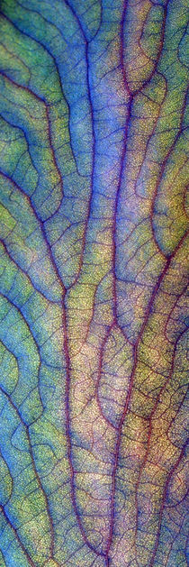 Blatt-Struktur, Makrofotografie, leaf, interveined, macro by Dagmar Laimgruber