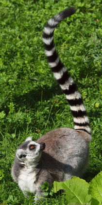 Lemur katta, ringtailed lemur, Madagaskar by Dagmar Laimgruber