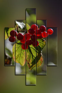 Rote Beeren - Red Berries von Chris Berger