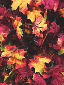 maple leaves texture background in autumn season by timla
