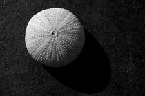 Seashell by cinema4design