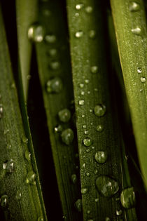 sparkling drops -  Raindrops on grass von Chris Berger