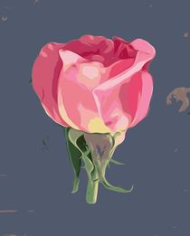 drawing and painting pink rose with grey background by timla