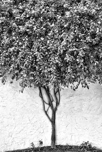 Tree by kiwar