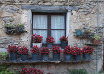 Catalan window  von Leighton Collins