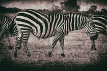 Zebra - Kenia by Viktor Peschel