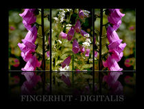 Digitalis - Fingerhut by Chris Berger