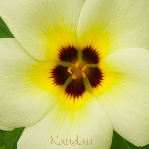 Flower-yellow-glow-closeup