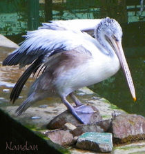 Pelican von Nandan Nagwekar