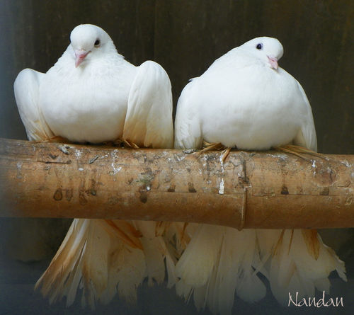 Dove-pair
