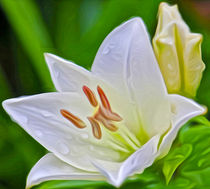 White Lily and Bud (Digital Art) by John Wain