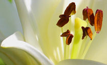 White Lily (Digital Art) von John Wain