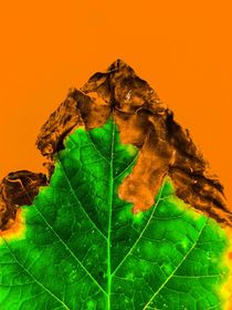 close up burning green leaf texture  von timla