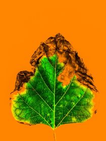 burning green leaf texture  by timla