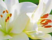  White Lilies von John Wain