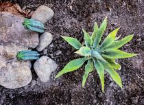 cactus with green leaves and stone on the ground by timla