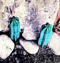 green cactus on the ground with stone background by timla